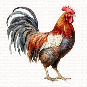 Gallo de colores / 10 archivos JPG de alta calidad / Descarga digital / Manualidades en papel digital / Revistas basura / Clipart de acuarela / Scrapbooking