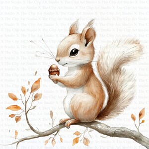 Clipart di scoiattoli ad acquerello / 10 JPG di alta qualità / Download digitale / Artigianato di carta digitale / Scrapbooking / Tecnica mista / Clipart di animali