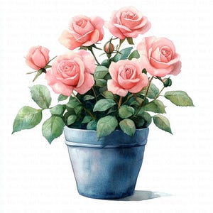 Pink Roses in Pot Clipart | 10 High Quality Jpgs | Digital Download ...