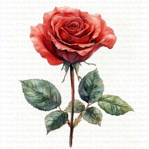 Rode roos-clipart | 10 JPG's van hoge kwaliteit | Directe digitale download | Digitaal papiermodel | Botanische kunst | Kaarten maken | Botanische clipart