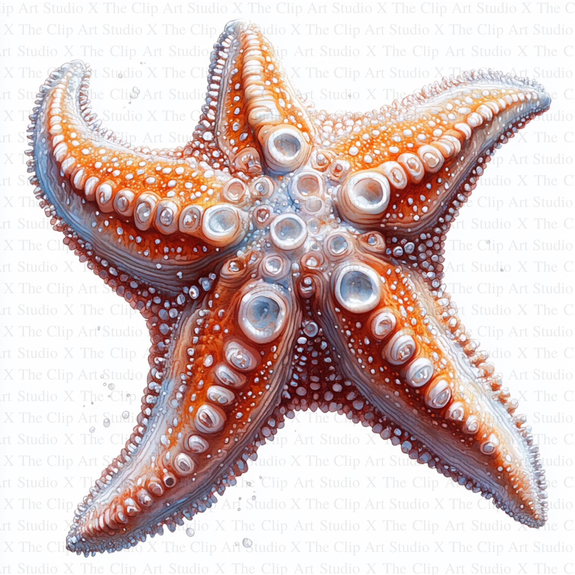 Starfish Clipart | 10 High Quality Jpgs | Digital Download | Card
