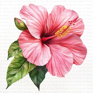 Hibiskus Clipart | 10 hochwertige JPGs | Sofortiger digitaler Download | Botanische Kunst | Kartengestaltung | Botanische Clipart | Digitales Papiermodell