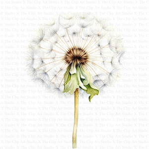 Abstract Dandelion Clipart | 10 High Quality JPGs | Digital Download | Paper Craft | Junk Journal | Dandelion Print | Watercolor Clipart