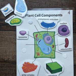 May include: A colorful educational chart with the title "Plant Cell Components" and illustrations of different parts of a plant cell, including the nucleus, chloroplast, vacuole, and cytoplasm.