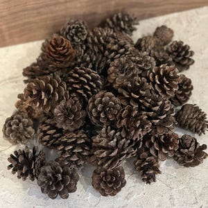 May include: A pile of brown pine cones, some open and some closed.
