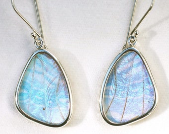 Pearl Blue Morpho Butterfly Wing Earrings - Small