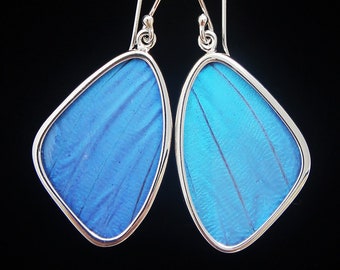 Blue Morpho Butterfly Wing Silver Dangle Earrings in size medium