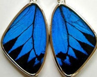 Large Papilio Ulysses Swallowtail Butterfly Wing Earrings