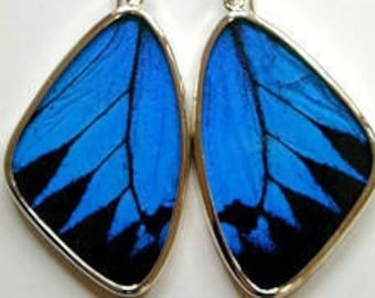 Large Papilio Ulysses Swallowtail Butterfly Wing Earrings