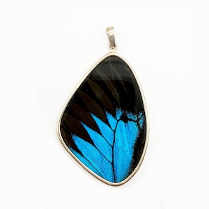 Blue and Black Swallowtail Butterfly Wing Pendant Papilio Ulysses Swallowtail Butterfly XXL