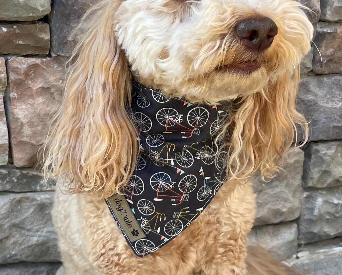 Trail blazers offers dog jersey