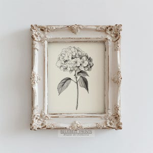 Op de afbeelding: Zwart-witte botanische illustratie van een hortensia in een wit verweerd frame. De print is getiteld "Bluebell Prints Elegant Art Collective".