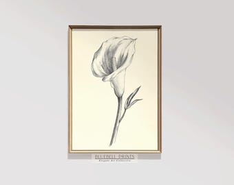 White Calla Lily Printable, Vintage Flower Illustration, Botanical