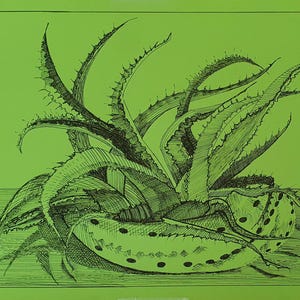 Aloe Vera. Die Arbeit erfolgt mit Tinte und Stift auf getöntem Papier und ist ein Originalwerk in einer einzigen Kopie.