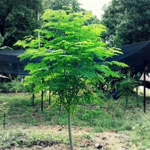 May include: A vibrant green tree with lush foliage, set against a backdrop of other trees and a dark canopy. The tree's trunk is slender and light brown, with bright green leaves. The scene is outdoors, in a garden or nursery setting.
