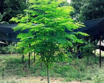 Moringa Seeds (10, 25, or 50) | Fast-Growing “Miracle Tree”