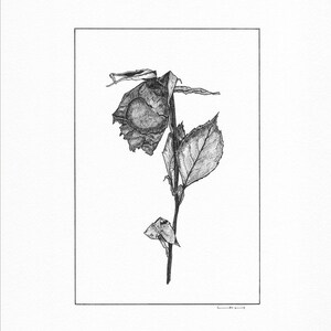 Rosa pressata (IV) Stampa artistica – Disegno botanico a inchiostro, Fiore minimalista