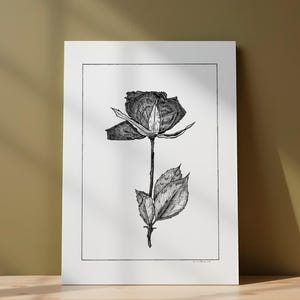 Rosa pressata – Stampa artistica floreale / Fiore in bianco e nero / Arte minimalista a inchiostro / Disegno botanico a inchiostro