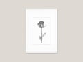 Pressed Rose (III) Art Print — Botanical Ink Drawing, Minimalist Flower product logo