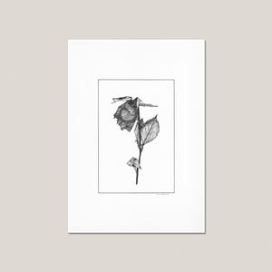 Impressão artística Rosa Prensada (IV) – Desenho botânico a tinta, flor minimalista