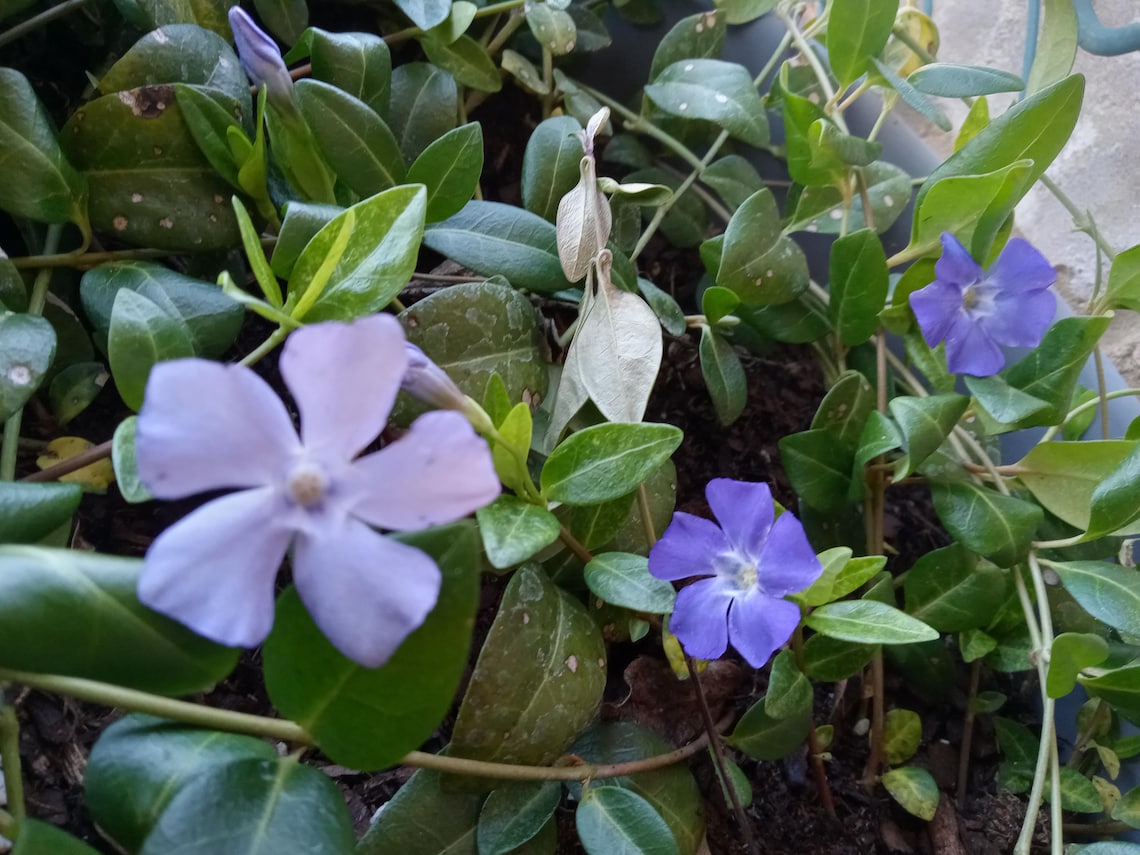 Vinca Minor (periwinkle) Plant - Etsy