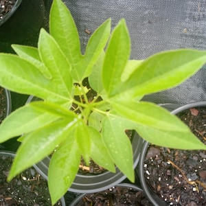 Passion Flower (Passiflora incarnata)