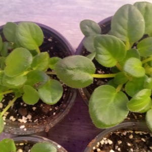 Saintpaulia (African Veilchen) 2 QTY