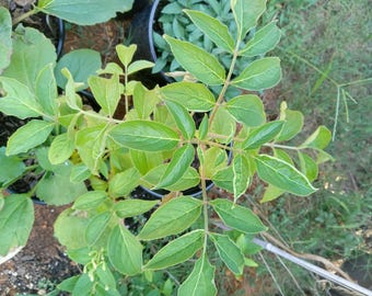 Sambucus nigra (saúco negro)