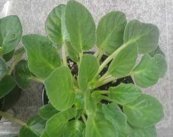 Saintpaulia (Violeta africana) 2 unidades