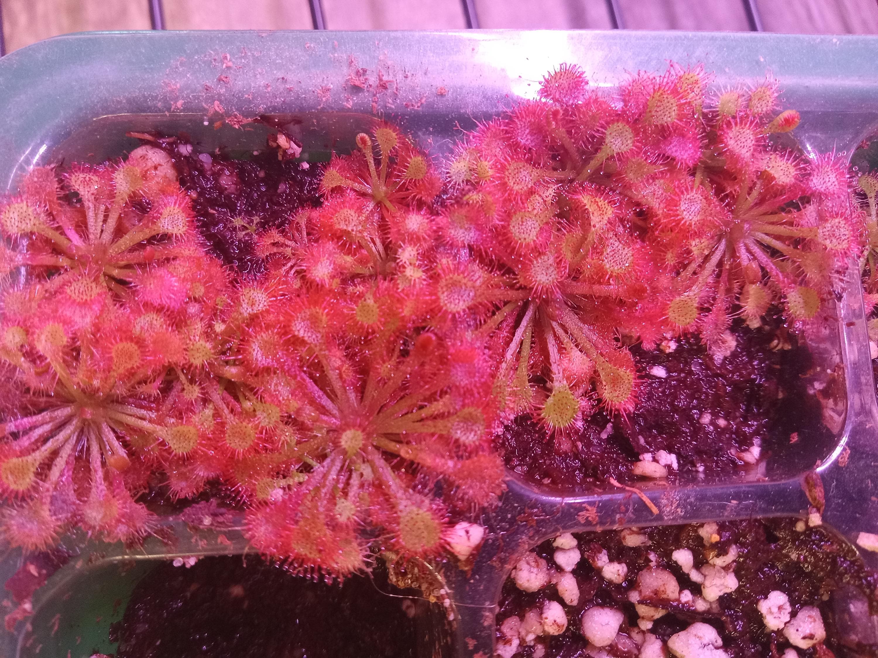 Drosera capillaris (Drosera rosada)