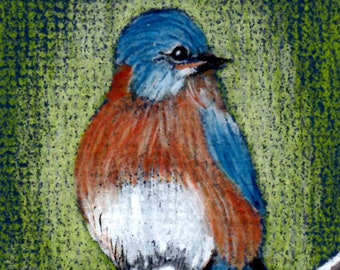 ACEO stampa di matita colorata originale e acrilico "Bluebird orientale"