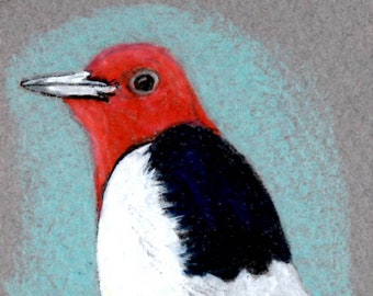ACEO Print of Original "Red Headed Woodpecker"  colored pencil and acrylic on mat board