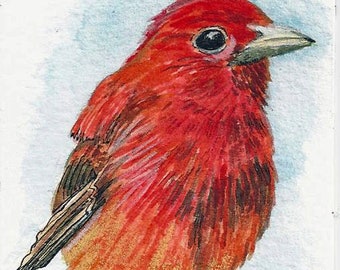 ACEO "Little Summer Tanager"  Print of original watercolor art card