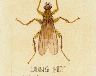 Art print 5x7 - Dung Fly, Insect Watercolor illustration, vintage text book