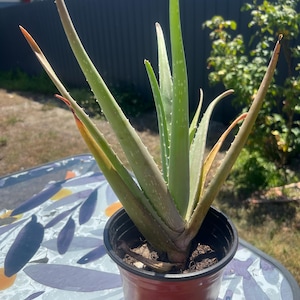 Aloe Vera Plant