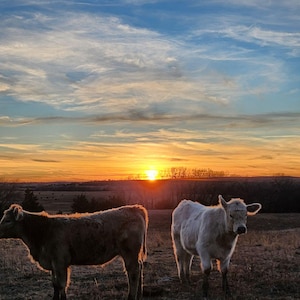 Zonsondergang boven vee, landschap, boerderijdecor, kunst aan de muur, fotografie, dier, natuur