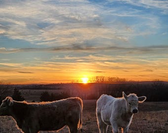 Sunset over Cattle, Country Lanscape, Farm Decor, Wall Art, Photography, Animal, Nature