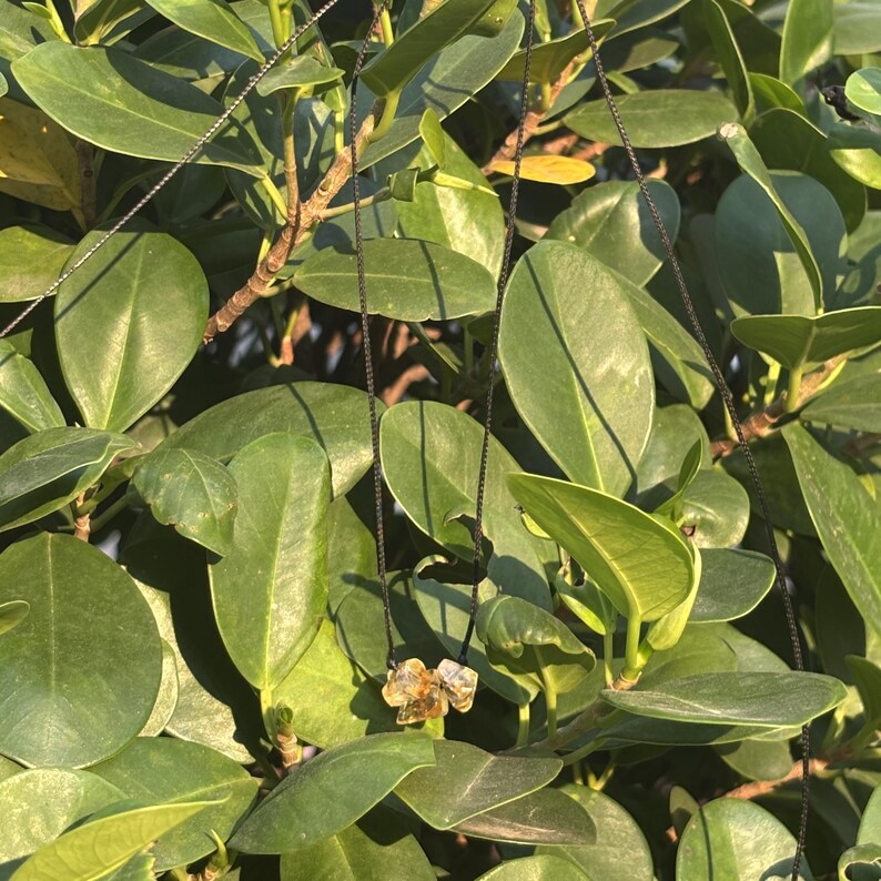 May include: A close-up of a green leafy plant with a small, clear, yellow-tinted crystal hanging from a black string.