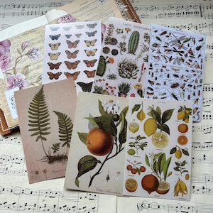 Impressions de fruits, de cactus, d'insectes, de papillons et de fougères. Des images au format carte postale pour des journaux indésirables et des albums de coupures. Impressions couleur de la flore et de la faune