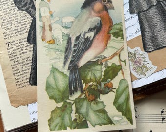 carte vintage Bouvreuil français ou Le Bouveruil. Ephémères d'illustration en couleur pour un journal indésirable