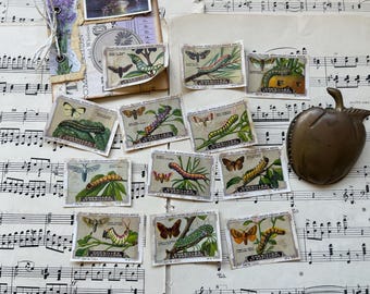 Papillons de nuit et chenilles Timbres anciens de boîte de chocolats, France. Ensemble complet. Éphémères de journaux indésirables
