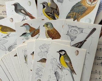 Images d'oiseaux vintage : conceptions pleine page pour des journaux indésirables, des albums de coupures