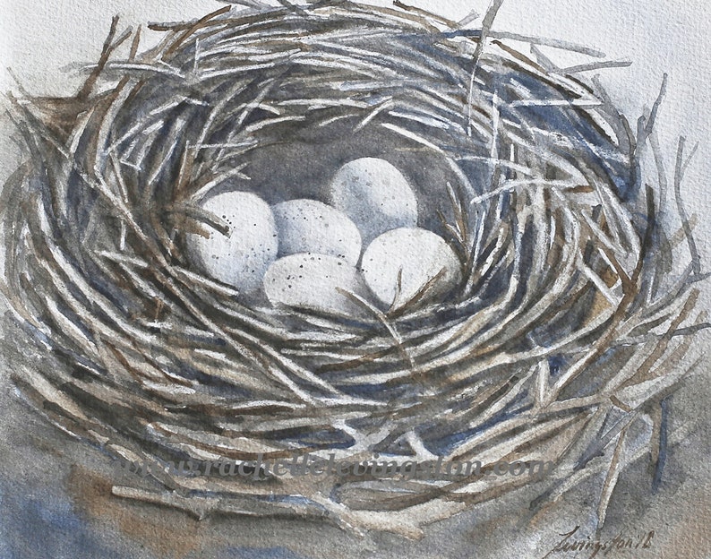 May include: A watercolor painting of a bird's nest made of twigs with five white eggs inside.