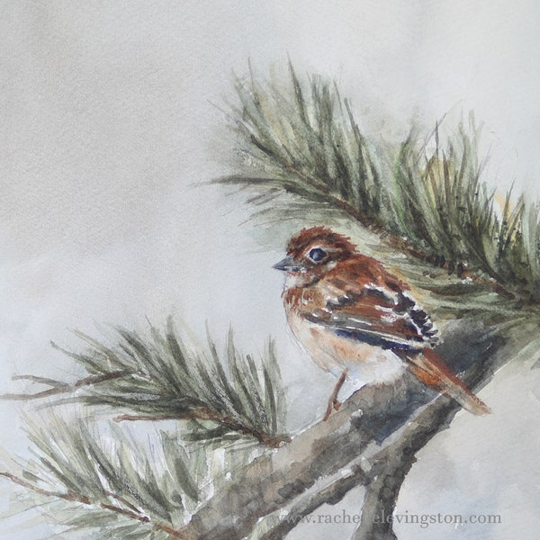 Winter Watercolor Painting of bird in pine tree - Winter Bird Painting of Sparrow- WATERCOLOR Bird PRINT