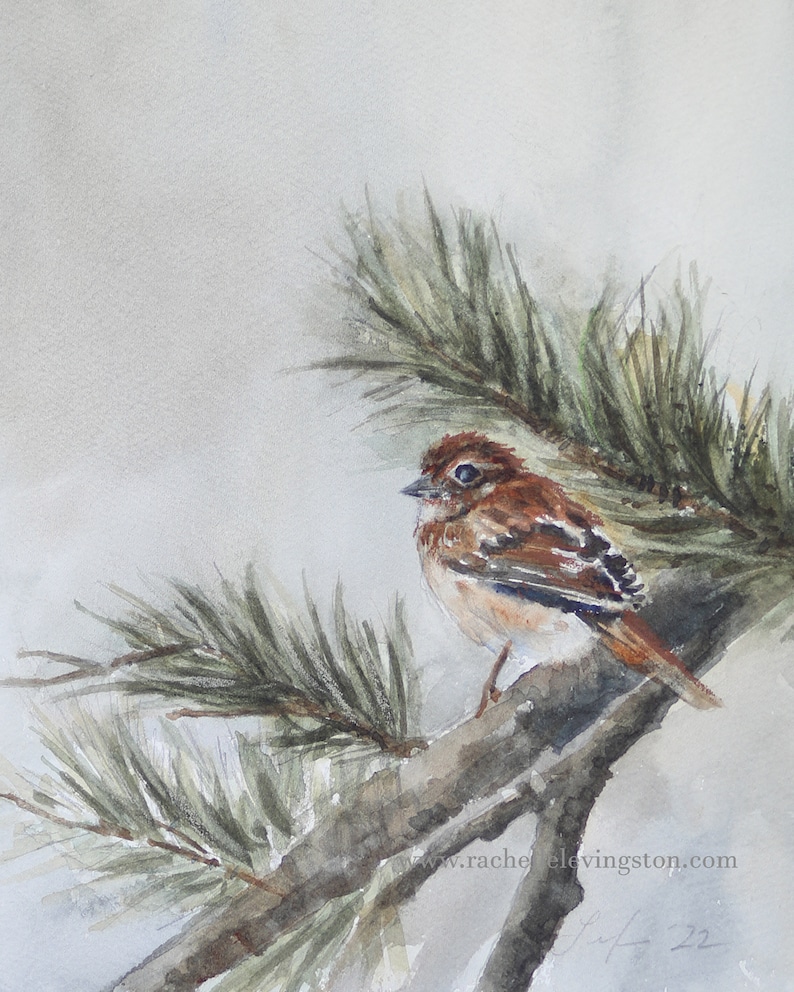 Winter Watercolor Painting of bird in pine tree Winter Bird Painting of Sparrow WATERCOLOR Bird PRINT image 1