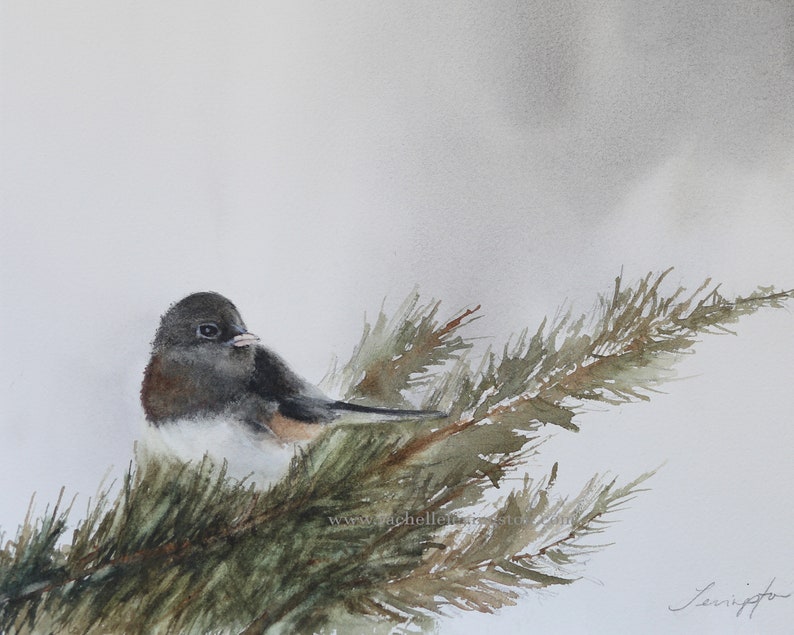 Junco painting in WATERCOLOR Winter Bird PRINT of Dark Eyed Junco perched in pine tree image 1