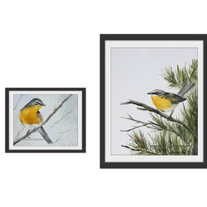 Watercolor bird painting set of Bird Art PRINT of yellow bird. Watercolor painting of yellow chat bird. Yellow BIRD PRINT. Spring painting