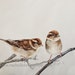 see more listings in the Bird Prints section