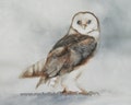 Barn Owl Watercolor Art Print: gray and brown owl painting- Halloween