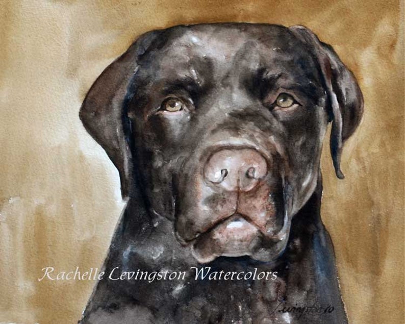 May include: Watercolour painting of a chocolate brown Labrador Retriever dog looking directly at the viewer. The dog's fur is painted in shades of brown and black, and its eyes are a deep brown. The background is a light brown.